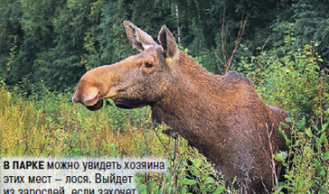 Национальный парк «Лосиный остров»